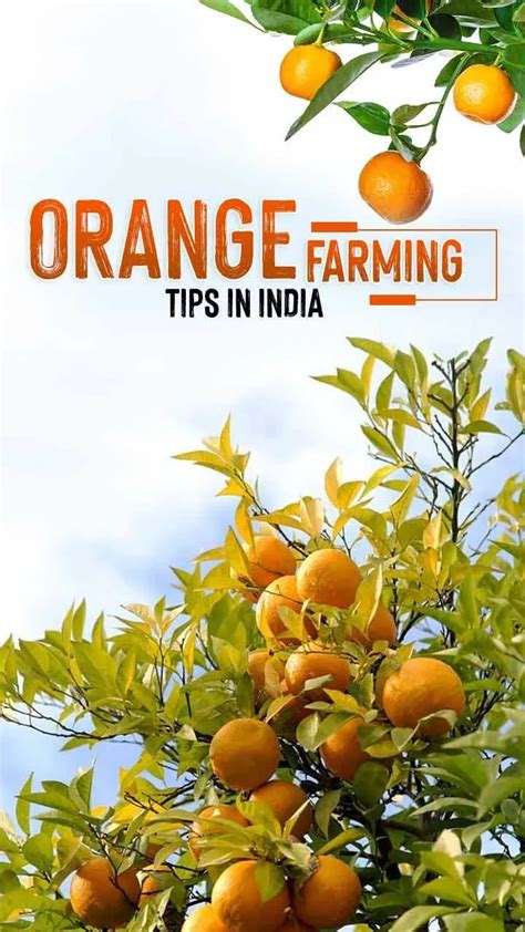 can orange grow in the philippines|Orange Farming: Varieties, Conditions and Requirements .